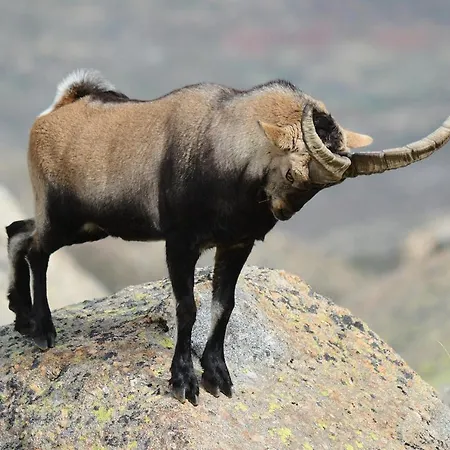 Casa Del Altozano Ferienhaus Barajas de Gredos